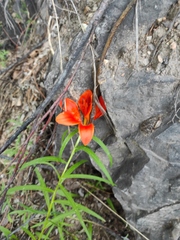 Lilium pensylvanicum