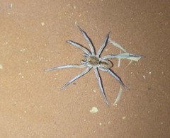 Hoggicosa