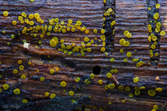 Orbilia xanthostigma