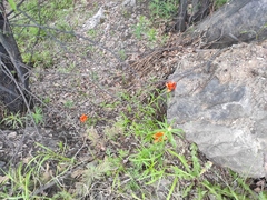 Lilium pensylvanicum