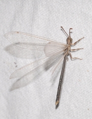 Creoleon lugdunensis