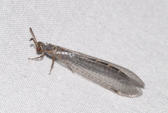 Myrmeleon inconspicuus