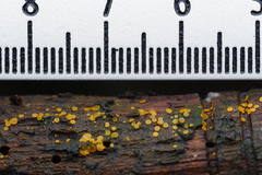 Orbilia xanthostigma