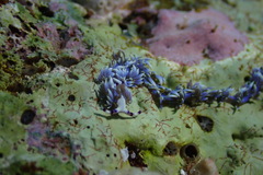 Pteraeolidia semperi