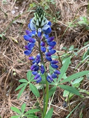Lupinus montanus