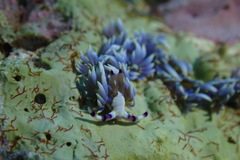 Pteraeolidia semperi