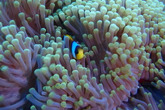 Amphiprion bicinctus