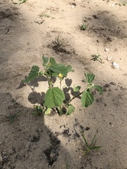 Malvastrum coromandelianum