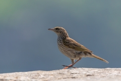 Anthus lineiventris