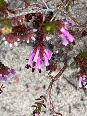 Erica similis