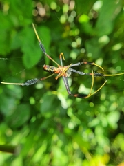 Trichonephila senegalensis