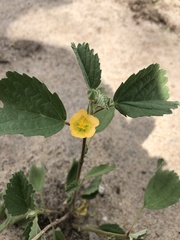 Malvastrum coromandelianum