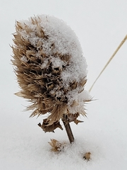 Dracocephalum parviflorum