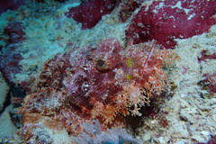 Scorpaenopsis oxycephalus