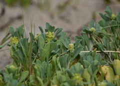 Acicarpha bonariensis