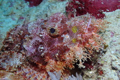 Scorpaenopsis oxycephalus