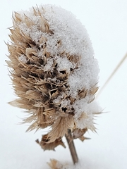 Dracocephalum parviflorum