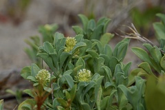 Acicarpha bonariensis