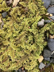Thuidium