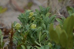 Acicarpha bonariensis