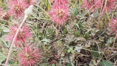 Acaena microphylla pauciglochidiata