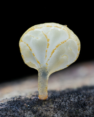 Campanella pustulata
