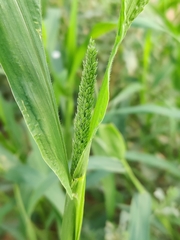 Setaria verticillata