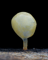 Campanella pustulata