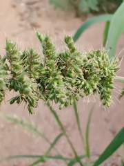 Setaria verticillata