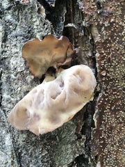 Auricularia cornea