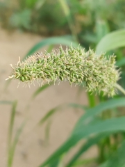 Setaria verticillata