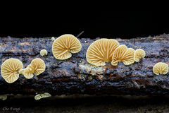 Crepidotus sulphurinus