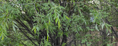 Salix rorida