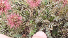 Acaena microphylla pauciglochidiata