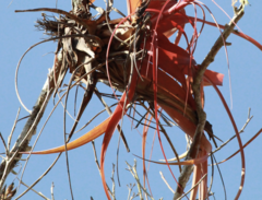 Tillandsia roland-gosselinii
