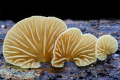Crepidotus sulphurinus