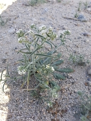 Johnstonella