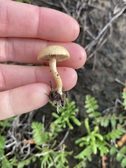 Agrocybe