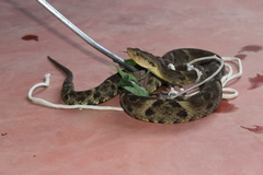 Bothrops atrox