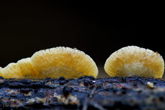 Crepidotus sulphurinus