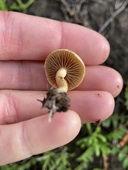 Agrocybe