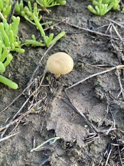 Agrocybe