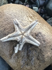 Astropecten verrilli