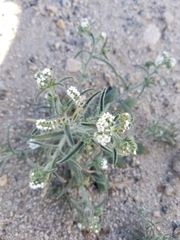 Johnstonella