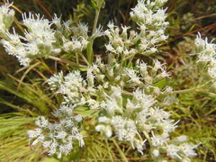 Eupatorium altissimum