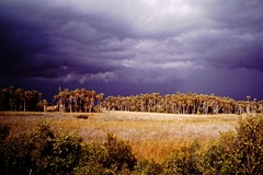 Sabal palmetto
