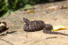 Bothrops atrox
