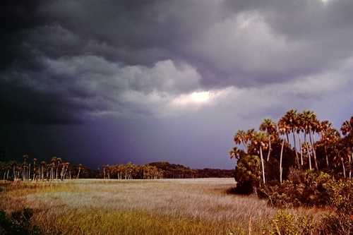 Sabal palmetto