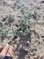 Johnstonella