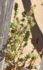 Crucianella maritima